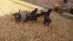 Spanish Pointer Puppies for sale in Montgomery, AL, USA. price: NA