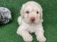 Spanish Water Dog Puppies for sale in Fort Worth, TX 76104, USA. price: $1,800