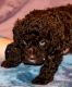 Spanish Water Dog Puppies for sale in Simla, CO 80835, USA. price: $2,000