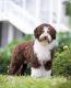 Spanish Water Dog Puppies for sale in Salemburg, NC 28385, USA. price: NA