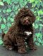 Spanish Water Dog Puppies for sale in Salemburg, NC 28385, USA. price: $2,000
