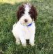 Spanish Water Dog Puppies for sale in Boise, ID, USA. price: $1,800