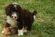 Spanish Water Dog Puppies for sale in Miami, FL, USA. price: NA