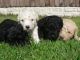 Spanish Water Dog Puppies for sale in Los Angeles, CA, USA. price: NA