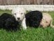 Spanish Water Dog Puppies for sale in California St, San Francisco, CA, USA. price: NA
