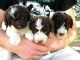 Spanish Water Dog Puppies for sale in Texas City, TX, USA. price: NA