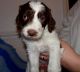 Spanish Water Dog Puppies for sale in Birmingham, AL, USA. price: NA