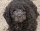 Spanish Water Dog Puppies for sale in Altamonte Springs, FL 32701, USA. price: $500