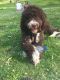 Spanish Water Dog Puppies for sale in New Castle, PA, USA. price: NA