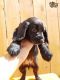 Spanish Water Dog Puppies for sale in New York County, New York, NY, USA. price: NA