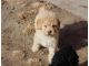 Spanish Water Dog Puppies for sale in TX-121, McKinney, TX, USA. price: NA