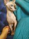 Sphynx Cats for sale in Naperville, IL 60564, USA. price: $500