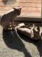 Sphynx Cats for sale in Bailey, CO 80421, USA. price: NA
