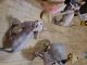 Sphynx Cats for sale in Halethorpe, MD 21227, USA. price: NA