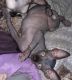 Sphynx Cats for sale in Tempe, AZ, USA. price: $1,500