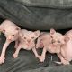 Sphynx Cats for sale in Miami, FL, USA. price: $600