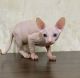 Sphynx Cats for sale in Dallas, TX, USA. price: $600