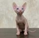 Sphynx Cats for sale in St Paul, MN, USA. price: $600