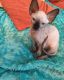 Sphynx Cats for sale in Concord, NH, USA. price: $650