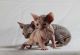 Sphynx Cats for sale in Chicago, IL 60614, USA. price: $699