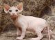 Sphynx Cats for sale in Dallas, TX 75227, USA. price: $695