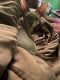 Sphynx Cats for sale in Middle Island, NY 11953, USA. price: $500
