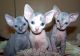 Sphynx Cats for sale in Portland, OR 97229, USA. price: $690