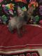 Sphynx Cats for sale in Blountsville, AL 35031, USA. price: NA
