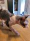 Sphynx Cats for sale in Hollywood, FL, USA. price: $800