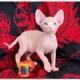 Sphynx Cats for sale in Denver, CO 80202, USA. price: $700
