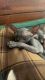 Sphynx Cats for sale in Orlando, FL, USA. price: $2