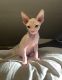 Sphynx Cats for sale in Pittsburgh, PA, USA. price: $1,500