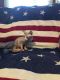 Sphynx Cats for sale in DuBois, PA 15801, USA. price: $1,250