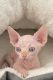 Sphynx Cats for sale in Brooklyn, NY, USA. price: $2,700