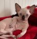 Sphynx Cats for sale in Brooklyn, NY, USA. price: $2,800