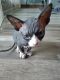 Sphynx Cats for sale in Rapid City, SD, USA. price: $1,900