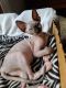 Sphynx Cats for sale in Howell, MI, USA. price: $1,600
