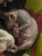 Sphynx Cats for sale in Cleveland, GA 30528, USA. price: NA
