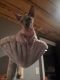 Sphynx Cats for sale in 4 Sherwood Dr, Mechanicsburg, PA 17055, USA. price: $800