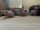 Sphynx Cats for sale in Dallas, TX, USA. price: $900