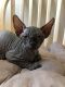 Sphynx Cats for sale in Jacksonville, FL, USA. price: $1,400