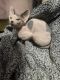 Sphynx Cats for sale in Denver, CO, USA. price: $1,200