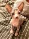 Sphynx Cats for sale in Hollywood, Los Angeles, CA, USA. price: NA