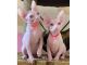 Sphynx Cats for sale in Abu Dhabi - United Arab Emirates. price: 2500 AED