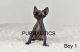 Sphynx Cats for sale in Fallbrook, CA 92028, USA. price: NA