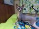 Sphynx Cats for sale in Hagerstown, MD, USA. price: $1,399