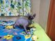 Sphynx Cats for sale in Hagerstown, MD, USA. price: $1,599