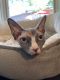 Sphynx Cats for sale in St Paul, MN, USA. price: $2,000