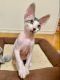 Sphynx Cats for sale in Brooklyn, NY 11235, USA. price: $1,500