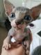 Sphynx Cats for sale in Wilmington, DE, USA. price: NA